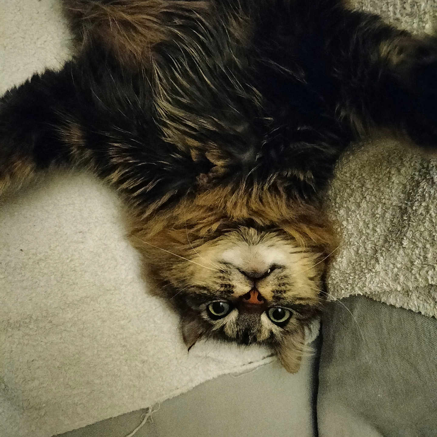 Plume a rejoint le concours — aidez-le/la à gagner de superbes lots ! abyssinian, animal, bed, bodypart, cat, chair, couch, cushion, electronics, face, furniture, head, homedecor, kitten, manx, person, pet, photography, portrait, sleeping