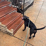Potato joined the competition — help win amazing prizes! dog, black_dog, leash, sidewalk, stairs, urban, outdoor, playful, pet, canine, pavement, metal_fence, concrete, tongue_out, looking_back, daylight, weathered, curious, street, animal