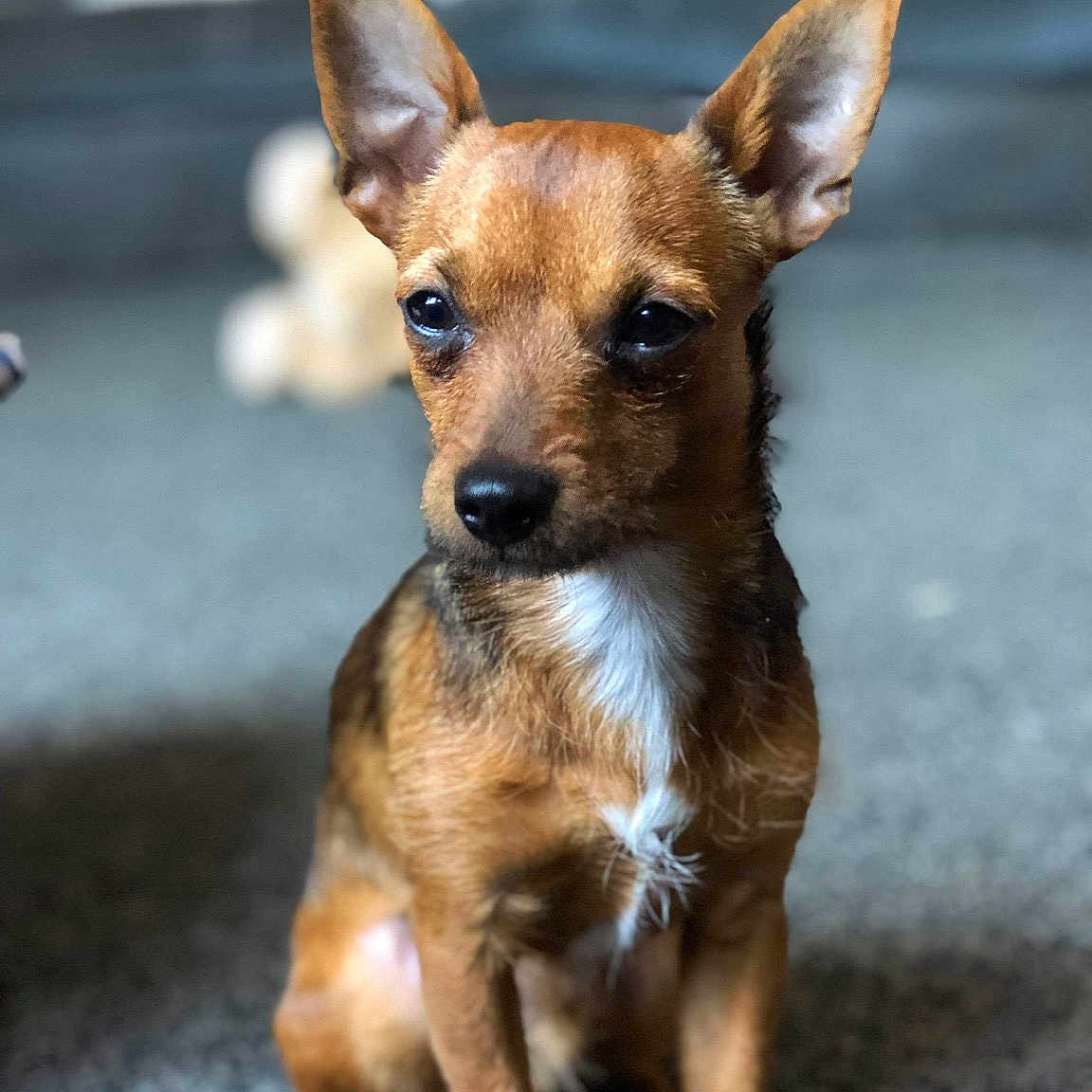 Ian is registered to the contest to win money with this photo: canidae, carnivore, chihuahua, companion_dog, dog, dog_breed, english_toy_terrier, fawn, mammal, miniature_pinscher, prazsky_krysarik, puppy, rare_breed_dog, russkiy_toy, snout, sporting_group, street_dog, toy_dog, vertebrate, whiskers