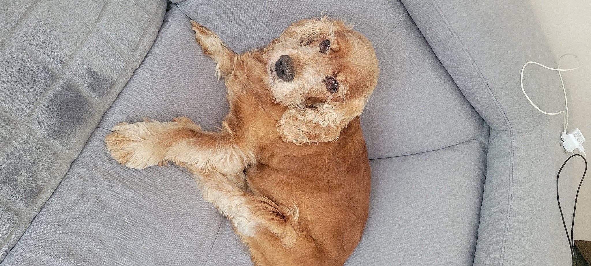 Youki a rejoint le concours — aidez-le/la à gagner de superbes lots ! canidae, carnivore, comfort, companion_dog, dog, dog_breed, dog_supply, fawn, fur, liver, paw, pet_supply, snout, sporting_group, tail, terrier, toy_dog, whiskers, wood, working_animal