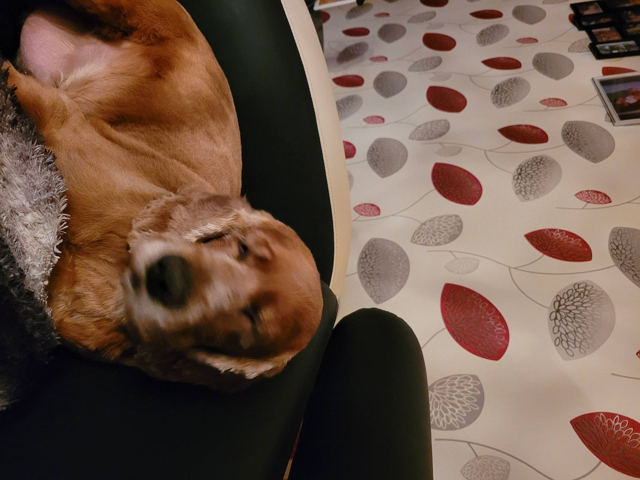 Youki a rejoint le concours — aidez-le/la à gagner de superbes lots ! canidae, carnivore, circle, comfort, companion_dog, couch, dog, dog_breed, fawn, flooring, linens, liver, mammal, pattern, sporting_group, toy_dog, vertebrate, whiskers, working_animal, wrinkle