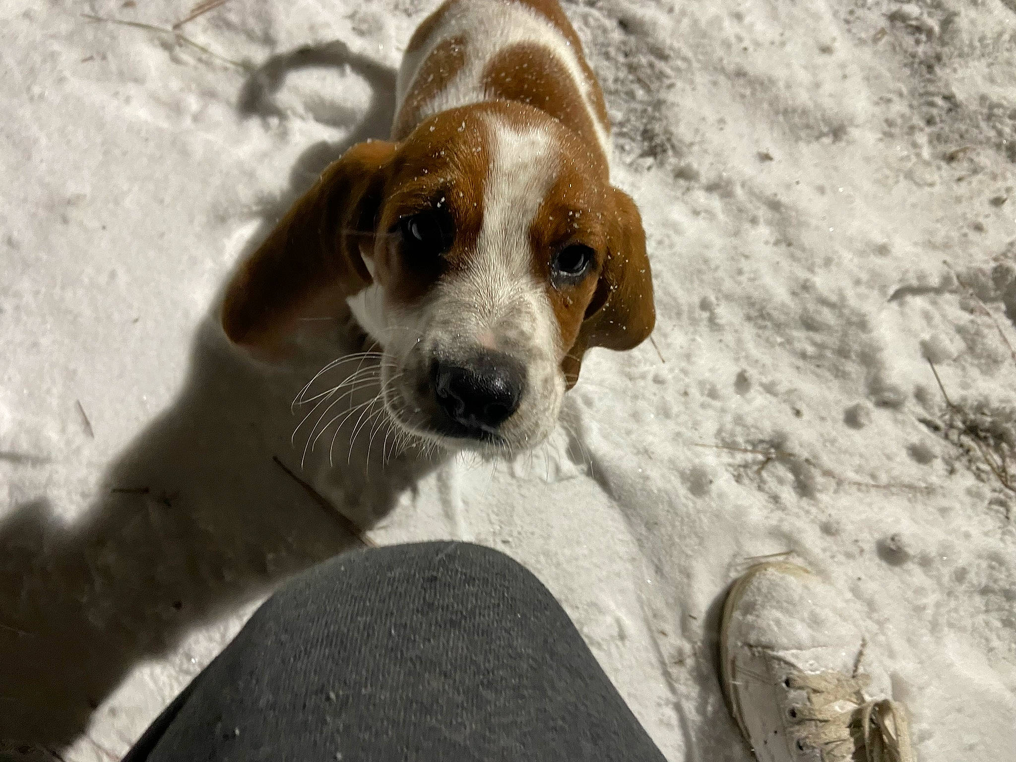 Buford is registered to the contest to win money with this photo: beagle, beagle_harrier, canidae, carnivore, companion_dog, dog, dog_breed, fawn, gun_dog, hound, hunting_dog, scent_hound, snow, sporting_group, terrestrial_animal, whiskers