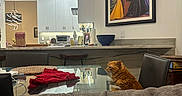 Popcorn is registered to the contest to win money with this photo: cat, orange_tabby, chair, glass_table, kitchen, cabinet, painting, wall_art, modern_interior, couch, blanket, placemat, red_cloth, countertop, bowl, utensils, lighting, indoor, furniture, home