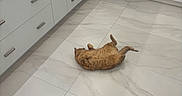 Popcorn joined the competition — help win amazing prizes! animal, appliance, cabinet, cat, cute, dishwasher, drawer, floor, fur, home, indoor, kitchen, lying_down, modern, orange_cat, pet, playful, relaxed, stainless_steel, tile_floor