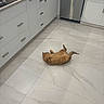 cat, orange_cat, kitchen, floor, tile_floor, cabinet, drawer, stainless_steel, appliance, dishwasher, relaxed, pet, indoor, home, animal, fur, cute, lying_down, playful, modern