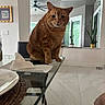 cat, orange_tabby, glass_table, napkin, plate, chair, indoor, plant, ceiling_fan, modern_interior, floor_tile, window, reflection, home, pet, feline, tabletop, seated, looking_at_camera, cozy