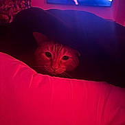 Popcorn is registered to the contest to win money with this photo: cat, blanket, red_light, indoor, television, furniture, pet, cozy, animal, whiskers, face, couch, dark, relaxing, home, mysterious, glow, soft_light, fur, resting