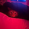 cat, blanket, red_light, indoor, television, furniture, pet, cozy, animal, whiskers, face, couch, dark, relaxing, home, mysterious, glow, soft_light, fur, resting