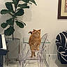 cat, orange_tabby, chair, transparent_chair, plant, piano, glass_table, armchair, black_and_white, modern_interior, living_room, floor, wall_art, indoor, furniture, pet, standing, curious, home_decor, animal