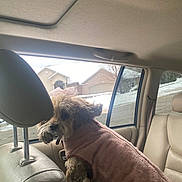 Molly joined the competition — help win amazing prizes! dog, pet, car_interior, pink_coat, bow, backseat, window, snow, winter, curious, fluffy, small_dog, seat, headrest, residential_area, daylight, furry, animal, indoor, transportation