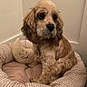 Molly joined the competition — help win amazing prizes! dog, pet_bed, plush_toy, indoor, cozy, curly_fur, brown_fur, cute, collar, carpet, wall, resting, small_dog, companion, animal, furry, domestic, cute_expression, relaxed, stuffed_toy