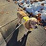 Molly joined the competition — help win amazing prizes! dog, sidewalk, snow, leaves, autumn, harness, yellow, sunlight, shadow, outdoor, pet, walking, cute, canine, seasonal, nature, pavement, fall, daytime, leash