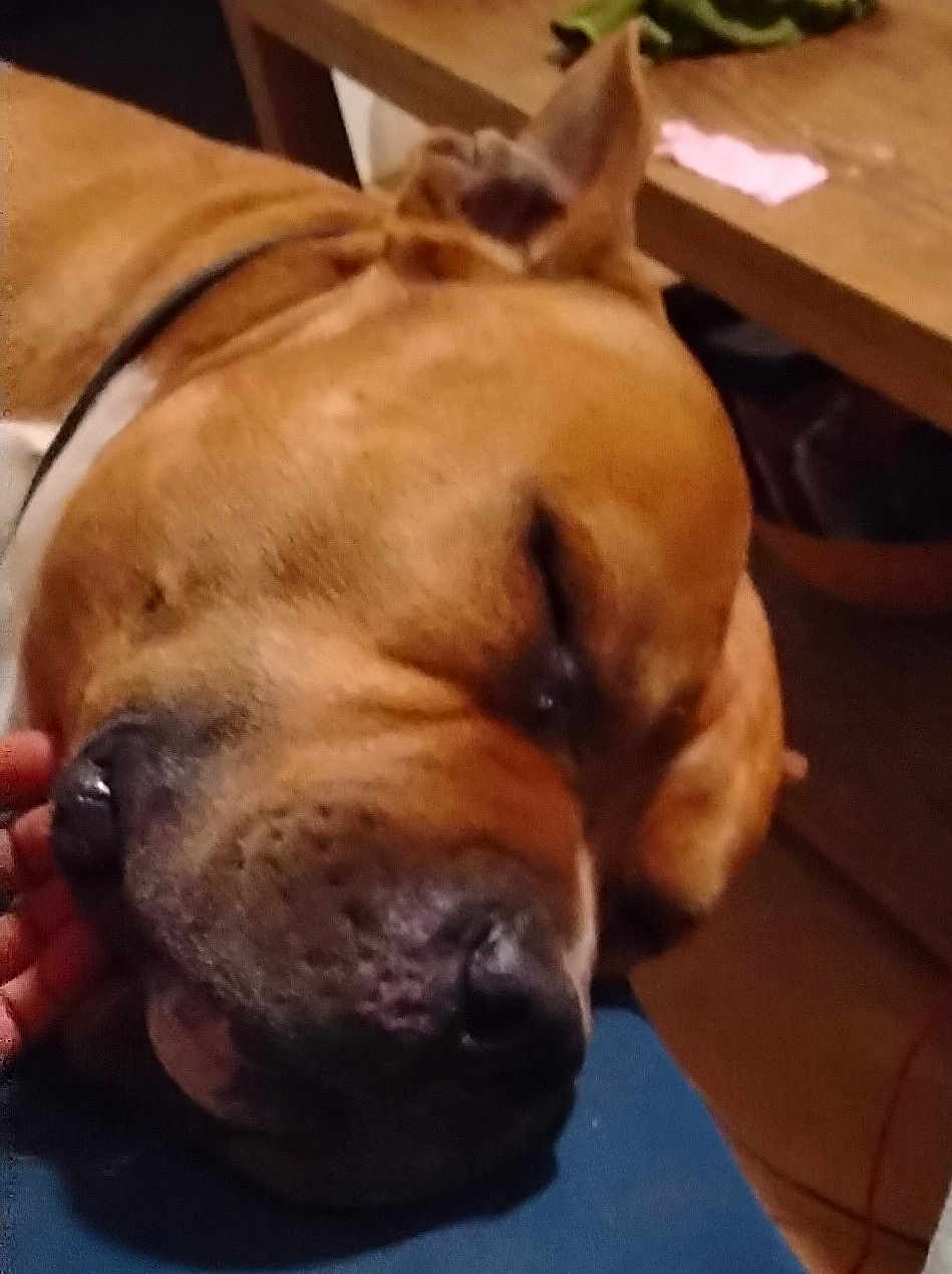 Ross a rejoint le concours — aidez-le/la à gagner de superbes lots ! dog, brown_dog, close_up, resting, sleeping, hand, indoor, table, wooden_table, pet, animal, large_dog, face, snout, ear, fur, domestic_animal, comfort, relaxation, blue_surface