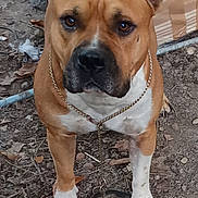 Ross participe au concours pour gagner de l'argent avec cette photo : dog, brown_dog, white_paws, chain_collar, outdoor, dirt, leaves, twigs, mattress, alert, pet, animal, canine, fur, ears, face, eyes, standing, collar, nature