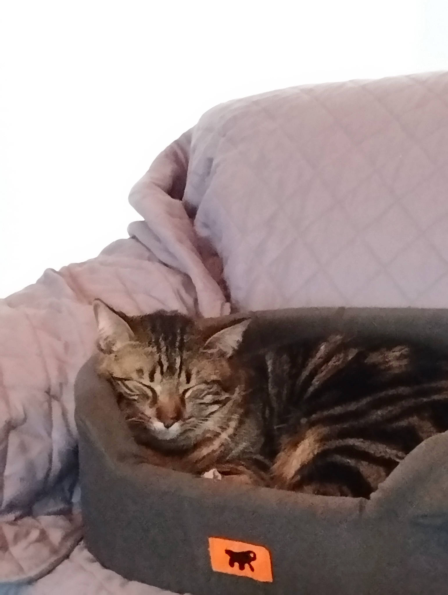 Natsu participe au concours pour gagner de l'argent avec cette photo : bedding, carnivore, cat, comfort, couch, domestic_short_haired_cat, felidae, fur, grey, linens, mammal, sitting, small_to_medium_sized_cats, terrestrial_animal, whiskers, wood