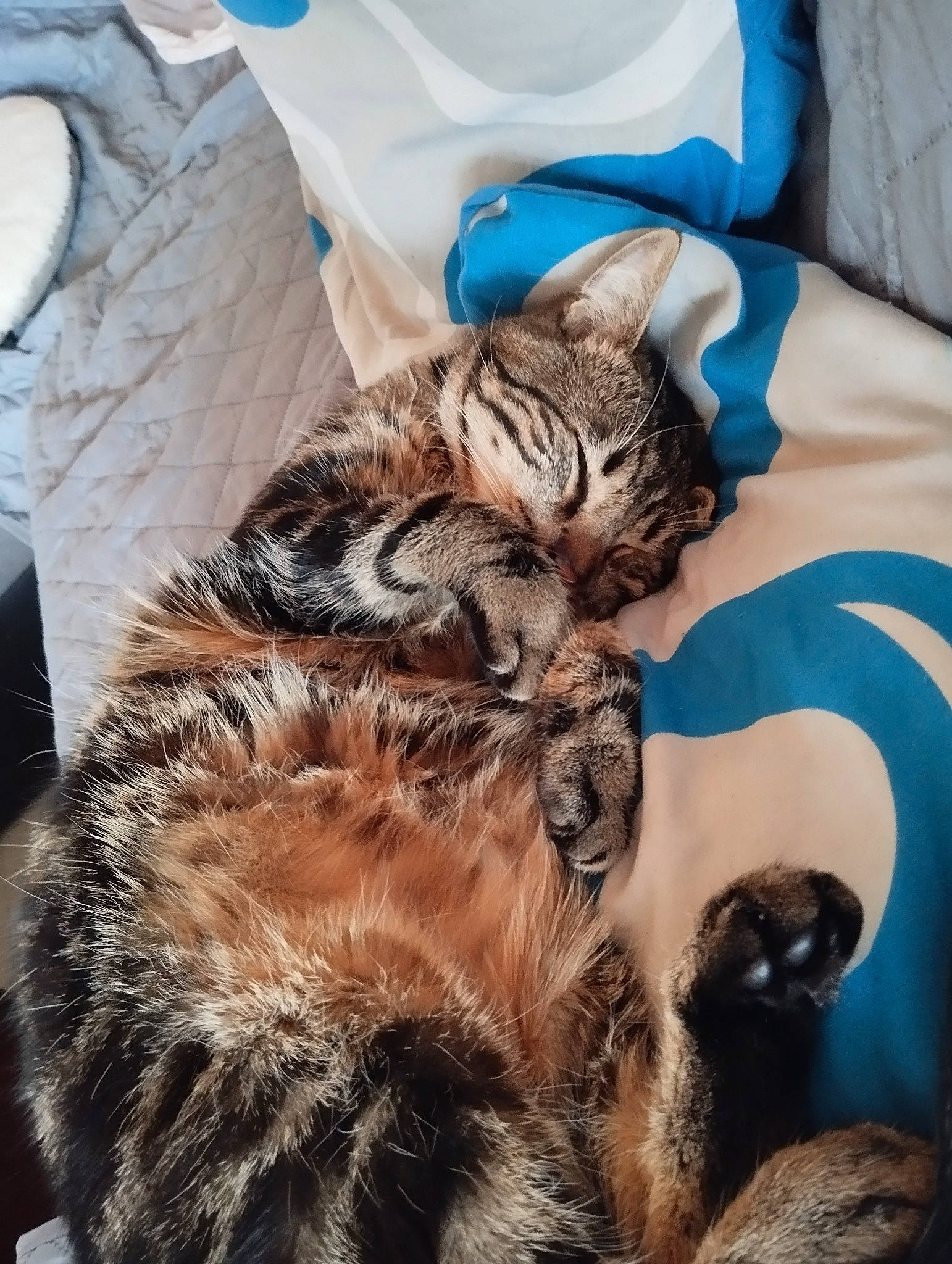 Natsu participe au concours pour gagner de l'argent avec cette photo : bed, carnivore, cat, claw, comfort, domestic_short_haired_cat, fawn, felidae, fur, gesture, human_leg, linens, nap, pattern, paw, small_to_medium_sized_cats, tail, textile, thigh, whiskers