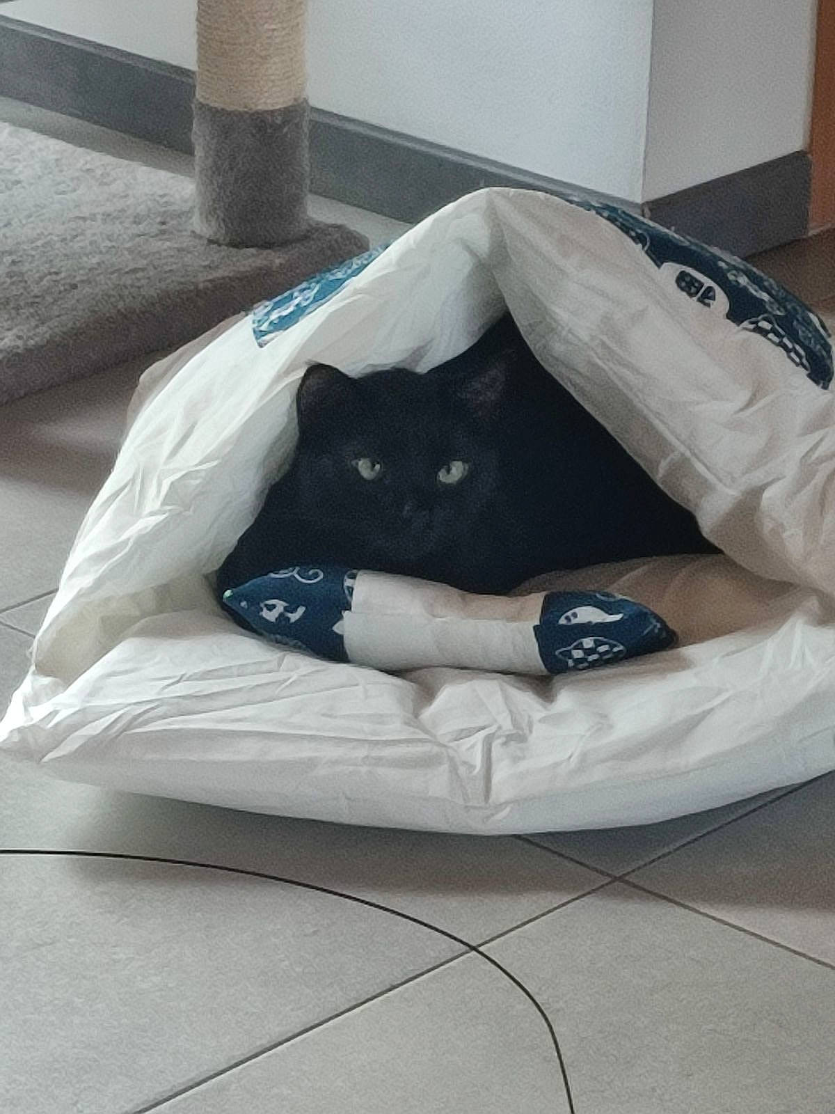 Grey participe au concours pour gagner de l'argent avec cette photo : bag, bed, bedding, black_cat, carnivore, cat, cat_bed, cat_supply, comfort, couch, domestic_short_haired_cat, felidae, fur, grey, linens, luggage_and_bags, room, small_to_medium_sized_cats, tail, whiskers