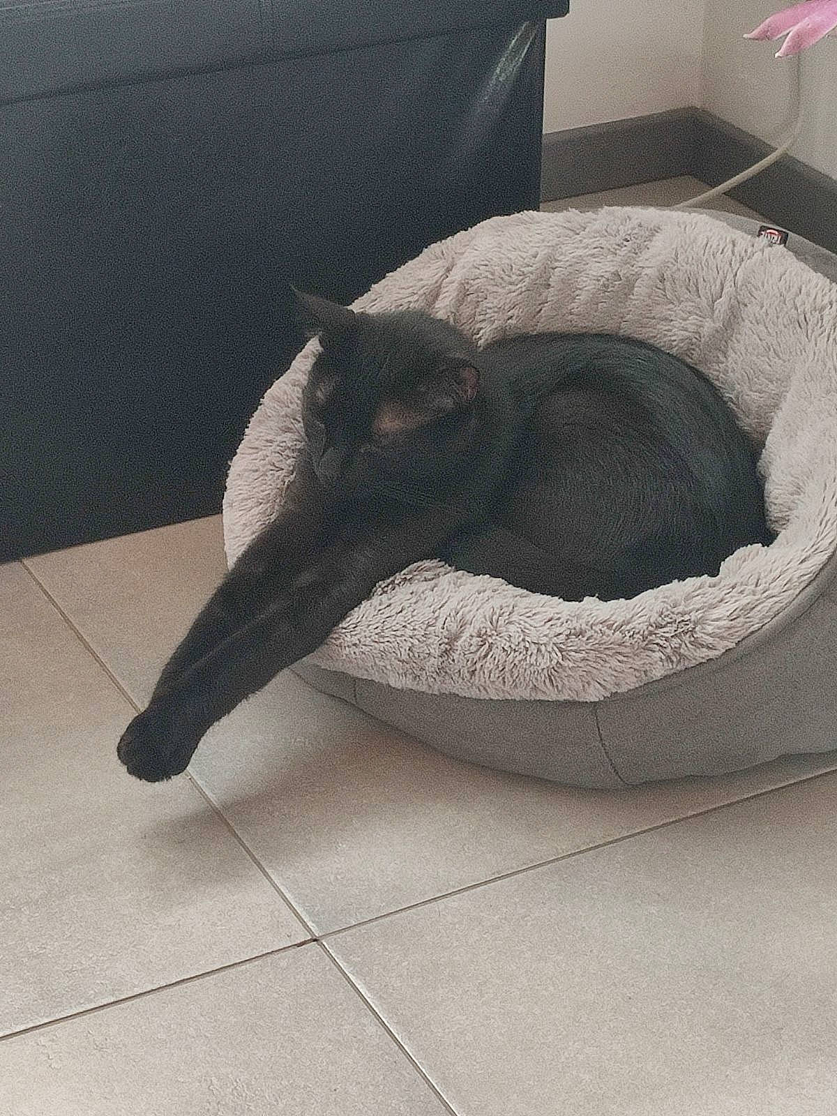 Grey participe au concours pour gagner de l'argent avec cette photo : carnivore, cat, cat_bed, cat_supply, comfort, domestic_short_haired_cat, felidae, floor, flooring, grey, hardwood, metal, pet_supply, room, small_to_medium_sized_cats, snout, tail, terrestrial_animal, whiskers, wood