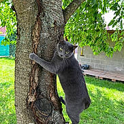 Kahli participe au concours pour gagner de l'argent avec cette photo : cat, gray_cat, animal, pet, tree, tree_climbing, climbing, outdoors, backyard, garden, grass, greenery, leaves, fur, whiskers, yellow_eyes, standing, playful, nature, portrait