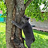 animal, backyard, cat, climbing, fur, garden, grass, gray_cat, greenery, leaves, nature, outdoors, pet, playful, portrait, standing, tree, tree_climbing, whiskers, yellow_eyes