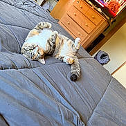 Kitkat is registered to the contest to win money with this photo: animal, bed, bedspread, cat, cozy, curious, domestic, dresser, furniture, gray, green_eyes, home, indoor, living_space, lying_down, pet, relaxed, remote_control, tabby, television