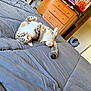 animal, bed, bedspread, cat, cozy, curious, domestic, dresser, furniture, gray, green_eyes, home, indoor, living_space, lying_down, pet, relaxed, remote_control, tabby, television