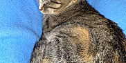 Kitkat is registered to the contest to win money with this photo: animal, blue_blanket, calm, cat, cozy, curled_up, cute, domestic_animal, feline, fur, indoor, mammal, nap, pet, relaxation, resting, sleeping, soft_texture, tabby, whiskers