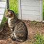 animal, cat, curious, dirt, domestic_animal, ears, enclosure, fence, fur, grass, ground, nature, outdoor, pet, side_view, sitting, tabby, tail, whiskers, wooden_structure
