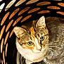 animal, basket, cat, closeup, cozy, curious, cute, domestic_animal, eyes, feline, fur, hiding, hole, indoor, orange_markings, pattern, pet, portrait, whiskers, white_fur