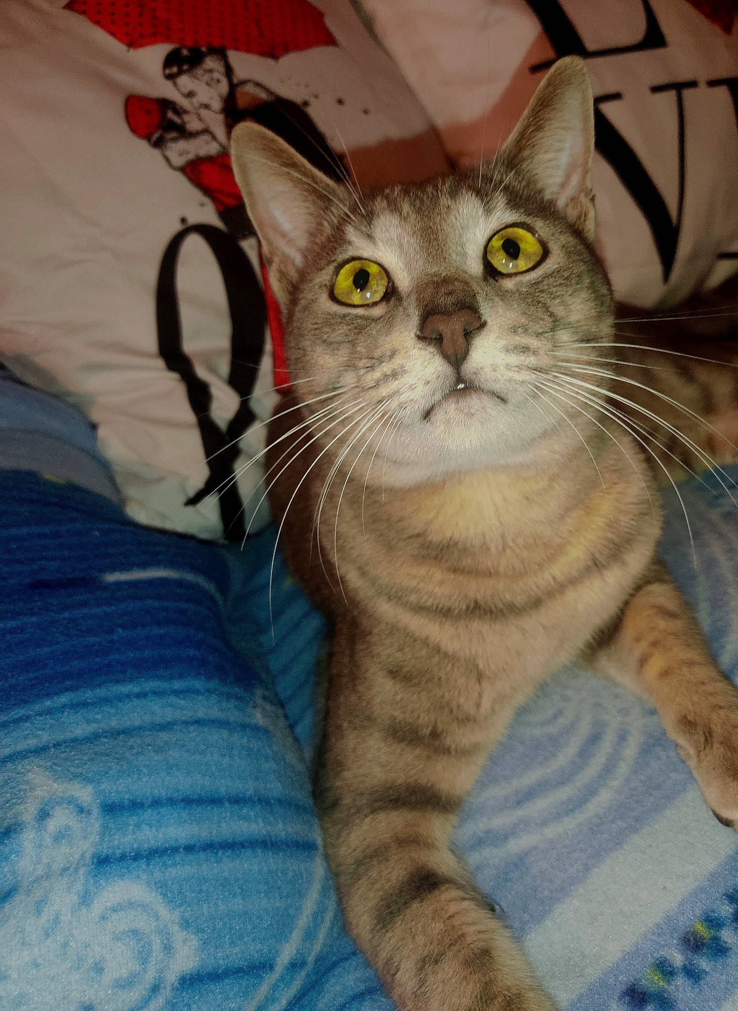 Mimir participe au concours pour gagner de l'argent avec cette photo : carnivore, cat, comfort, domestic_short_haired_cat, felidae, fur, paw, small_to_medium_sized_cats, snout, whiskers