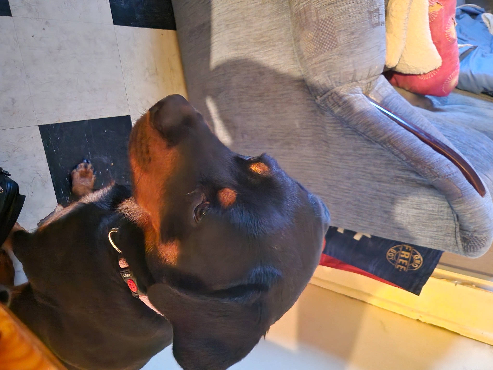 Soda participe au concours pour gagner de l'argent avec cette photo : carnivore, comfort, denim, dog_breed, event, fun, gesture, guard_dog, human_leg, snout, terrestrial_animal, working_animal