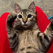 Toby joined the competition — help win amazing prizes! adorable, animal, cat, closeup, curious, cute, eyes, feline, fur, indoor, kitten, paws, pet, playful, red_background, relaxed, soft, tabby, whiskers, young