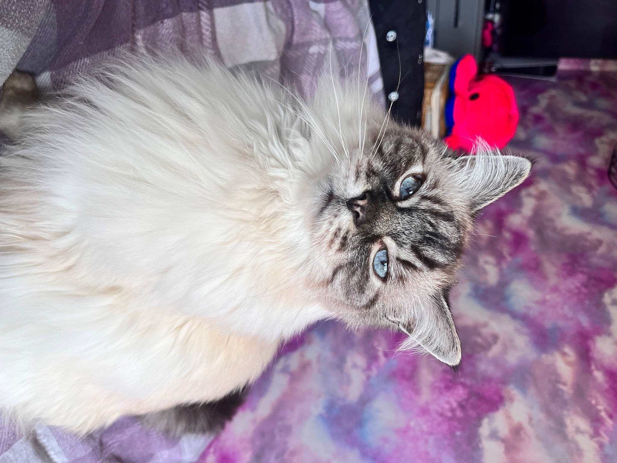 Bailey joined the competition — help win amazing prizes! art, british_longhair, canidae, carnivore, cat, claw, domestic_short_haired_cat, event, eye, felidae, fur, magenta, paw, plant, small_to_medium_sized_cats, snout, tail, terrestrial_animal, whiskers