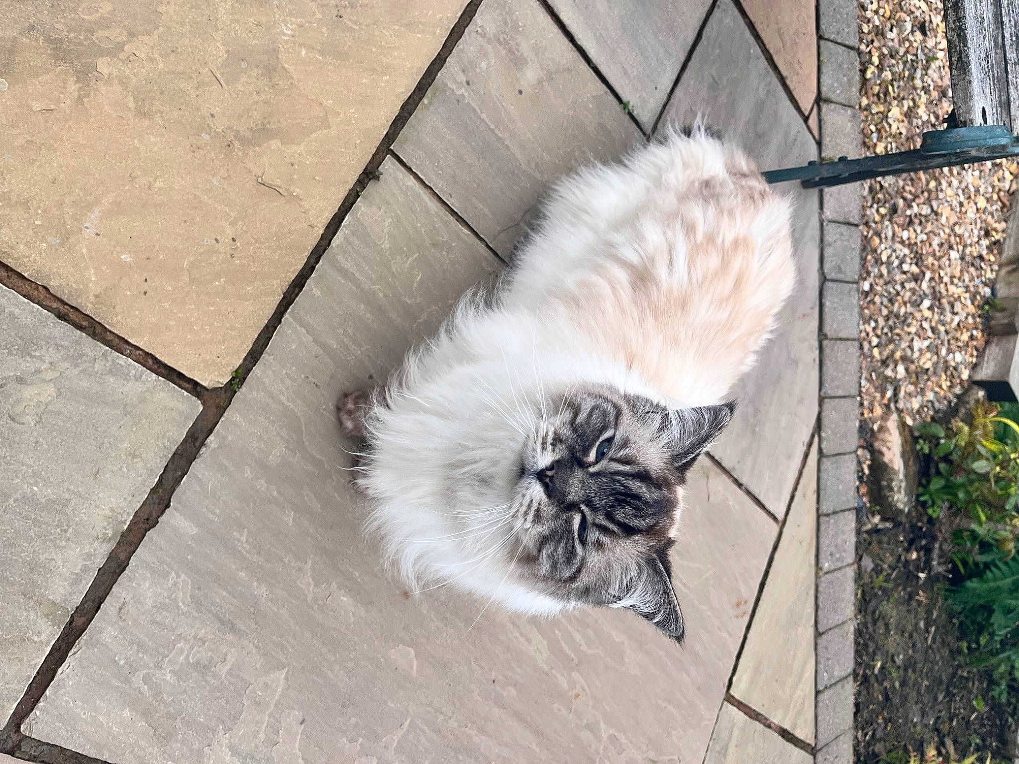 Bailey joined the competition — help win amazing prizes! asphalt, carnivore, cat, concrete, domestic_short_haired_cat, eye, felidae, flooring, fur, grey, plant, road_surface, sidewalk, small_to_medium_sized_cats, snout, street, tail, terrestrial_animal, whiskers, wood