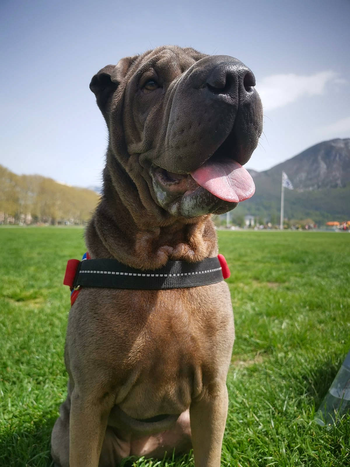 Nils a rejoint le concours — aidez-le/la à gagner de superbes lots ! ancient_dog_breeds, bandog, boerboel, bullmastiff, cane_corso, canidae, carnivore, companion_dog, dog, dog_breed, english_mastiff, korean_mastiff, mammal, molosser, non_sporting_group, renascence_bulldogge, shar_pei, snout, sporting_group, vertebrate