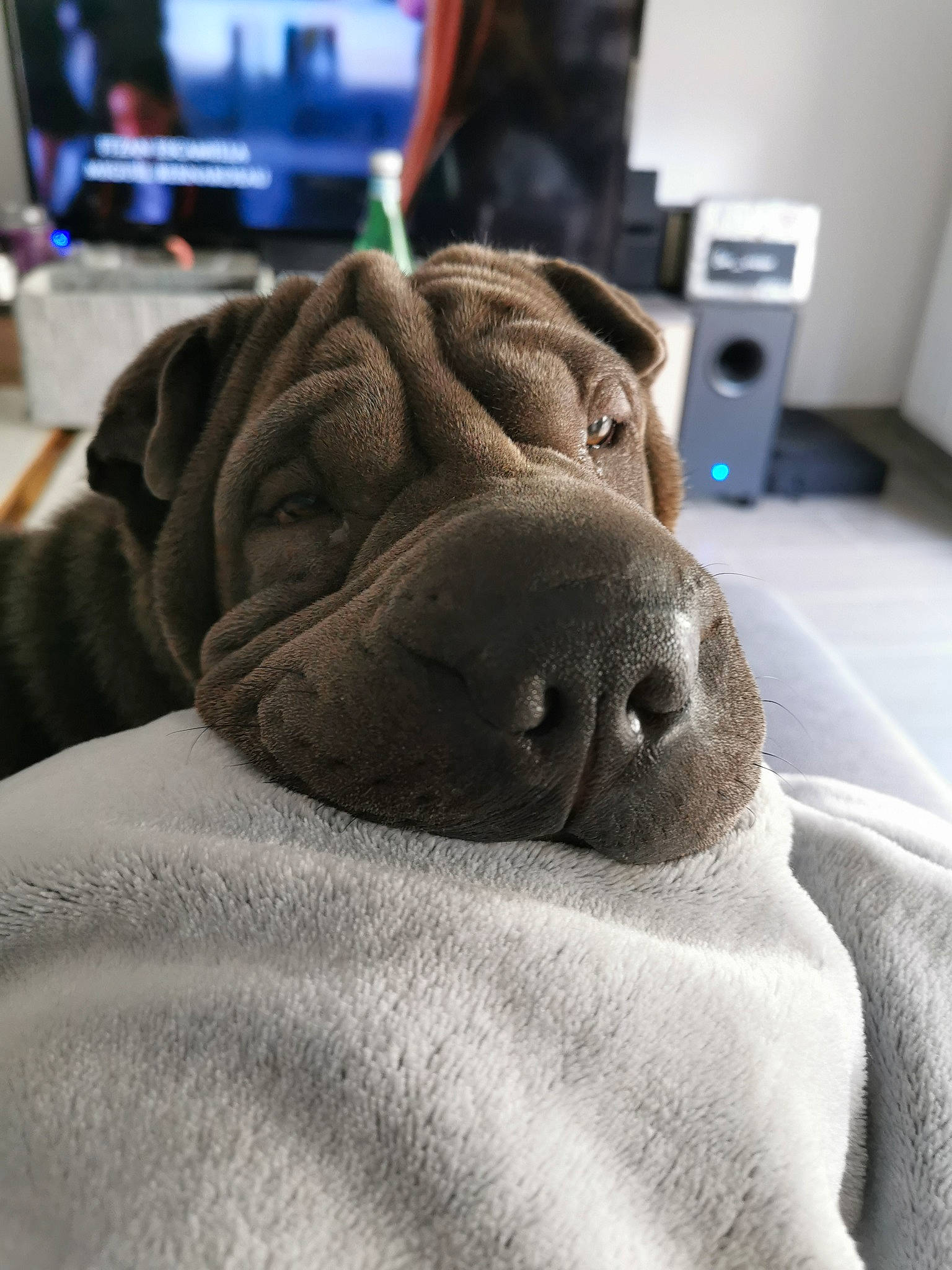 Nils participe au concours pour gagner de l'argent avec cette photo : canidae, carnivore, companion_dog, dog, dog_breed, fawn, mammal, molosser, nap, non_sporting_group, nose, old_english_bulldog, ori_pei, puppy, shar_pei, skin, snout, sporting_group, wrinkle