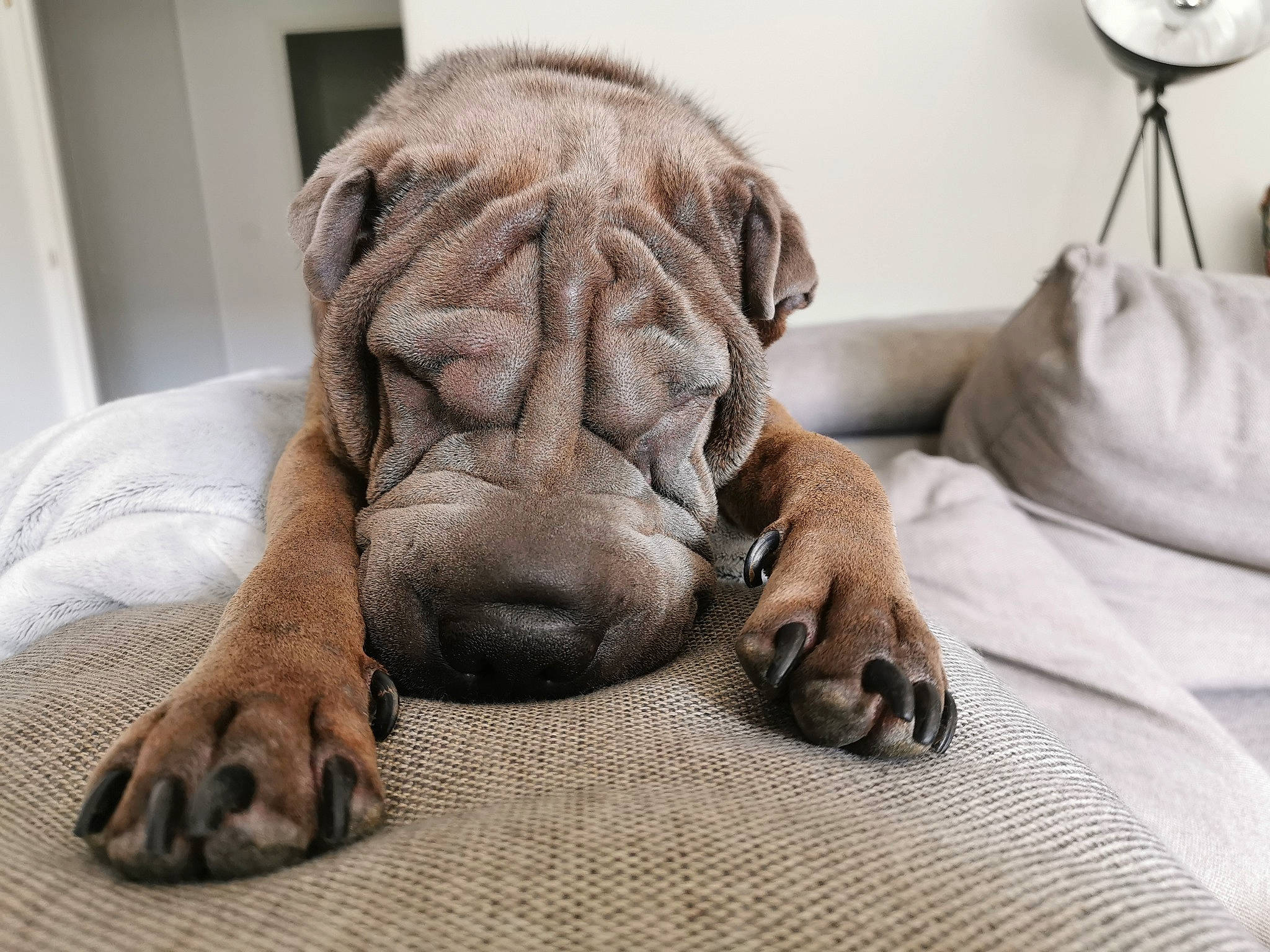 Nils participe au concours pour gagner de l'argent avec cette photo : ancient_dog_breeds, canidae, carnivore, companion_dog, dog, dog_breed, fawn, korean_mastiff, mammal, nap, non_sporting_group, ori_pei, puppy, shar_pei, skin, snout, vertebrate, wrinkle