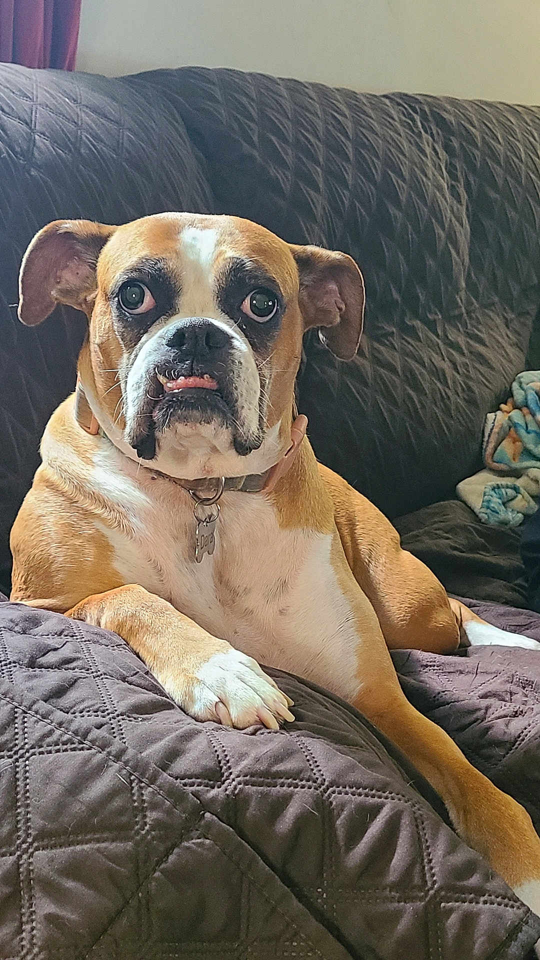 Dara joined the competition — help win amazing prizes! dog, boxer, pet, canine, indoor, couch, quilted_blanket, brown, white, ears, face, tongue, collar, tag, paw, relaxed, furniture, home, comfort, animal