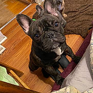 Peanut joined the competition — help win amazing prizes! dog, french_bulldog, puppy, brown_blanket, wooden_floor, indoor, pet, animal, curious, black_brindle, tan, ears, face, paw, chair, blanket, floor, looking, cute, pet_bed