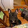 french_bulldog, dog, pet, indoor, wooden_floor, toy, colorful_toy, brown, black, ears, face, looking_up, floor, blanket, chair, furniture, animal, companion, domestic, cute