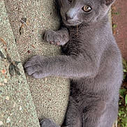 Shadow is registered to the contest to win money with this photo: animal, cat, close_up, concrete, curious, cute, daylight, ears, fur, gray_cat, greenery, mammal, nature, outdoor, paws, pet, relaxed, tail, texture, whiskers
