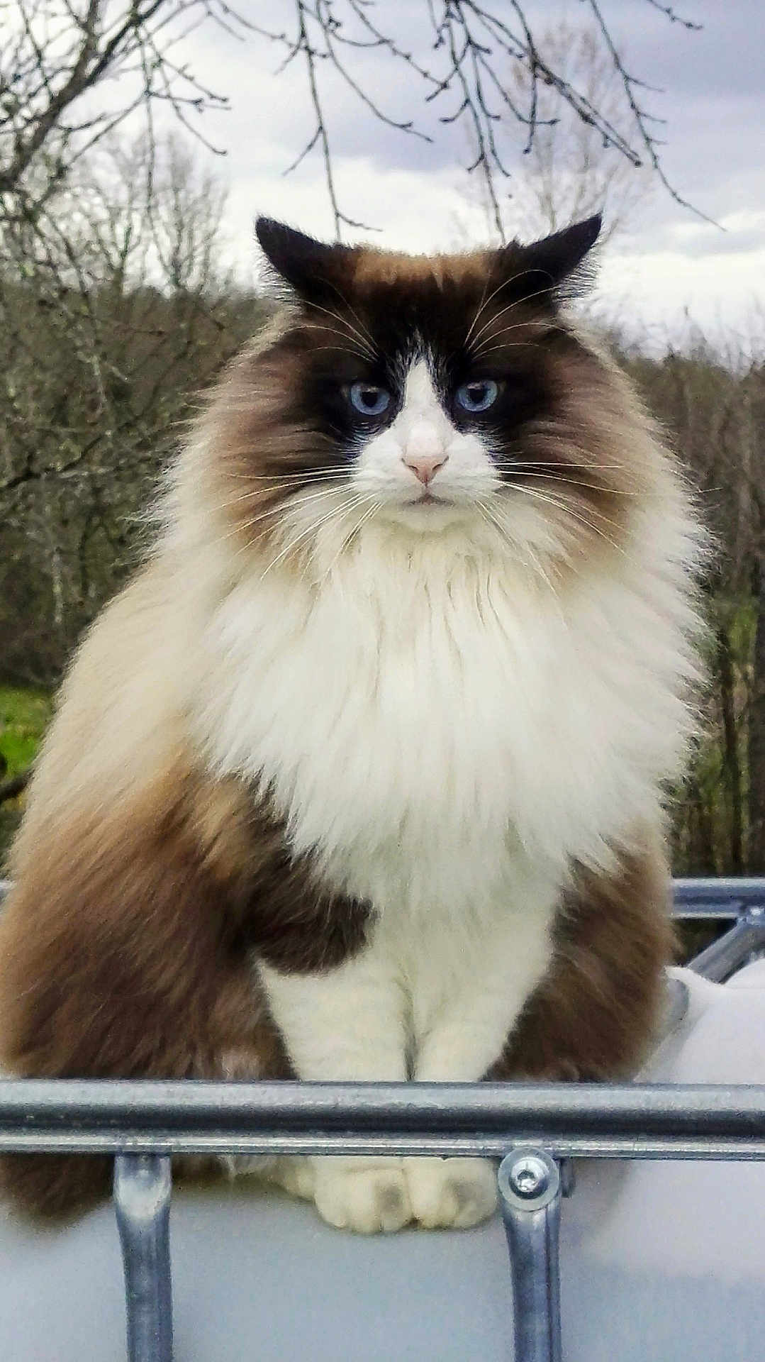 Jarod a rejoint le concours — aidez-le/la à gagner de superbes lots ! cat, fluffy, blue_eyes, sitting, outdoor, nature, metal_railing, animal, pet, fur, portrait, regal, calm, wildlife, tree, cloudy_sky, mammal, whiskers, closeup, feline