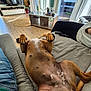 dog, lying_down, couch, living_room, wooden_floor, sunlight, curtains, coffee_table, remote_control, plant, person, casual_clothing, indoor, relaxation, modern_furniture, window, daylight, brown_dog, paw, pet