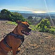 Usoa a rejoint le concours — aidez-le/la à gagner de superbes lots ! dog, brown_dog, harness, outdoor, nature, gravel, sunlight, scenic_view, greenery, ocean, sky, sunshine, landscape, pet, animal, happy, sitting, daytime, canine, leisure