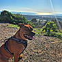 dog, brown_dog, harness, outdoor, nature, gravel, sunlight, scenic_view, greenery, ocean, sky, sunshine, landscape, pet, animal, happy, sitting, daytime, canine, leisure
