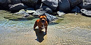 Usoa a rejoint le concours — aidez-le/la à gagner de superbes lots ! dog, water, rocks, beach, sand, sunny, outdoor, clear_sky, shallow_water, brown_dog, animal, pet, daylight, nature, summer, playful, canine, coast, shore, happy