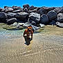 dog, water, rocks, beach, sand, sunny, outdoor, clear_sky, shallow_water, brown_dog, animal, pet, daylight, nature, summer, playful, canine, coast, shore, happy
