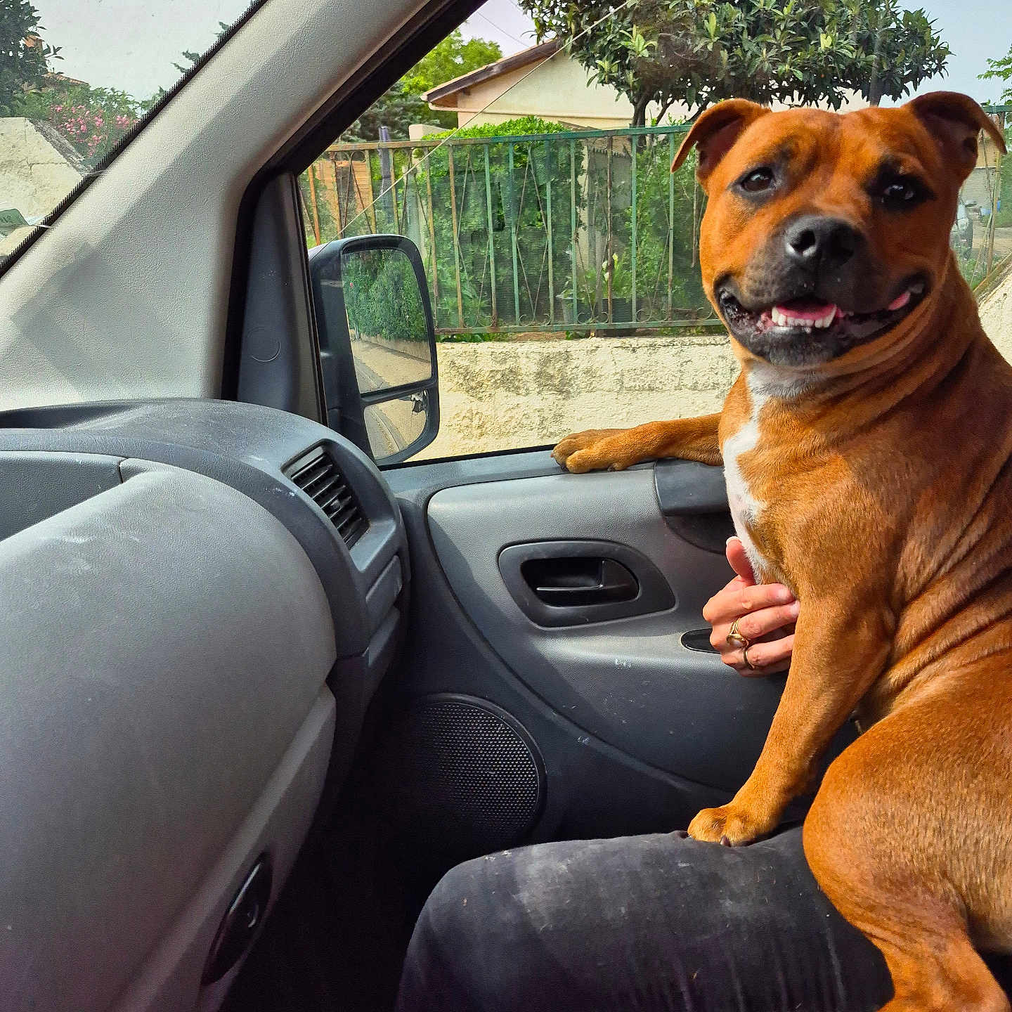 Usoa participe au concours pour gagner de l'argent avec cette photo : black_pants, brown_dog, car_interior, dashboard, dog, door_panel, fence, greenery, hand, happy_dog, inside_car, lap, person, pet, seat, side_mirror, smiling_dog, sunlight, trees, window