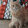 carpet, cat, curious, cute, domestic_animal, ears, eyes, feline, fluffy, fur, gift_wrap, holiday, holiday_decor, indoor, orange_cat, pet, presents, sitting, tail, whiskers