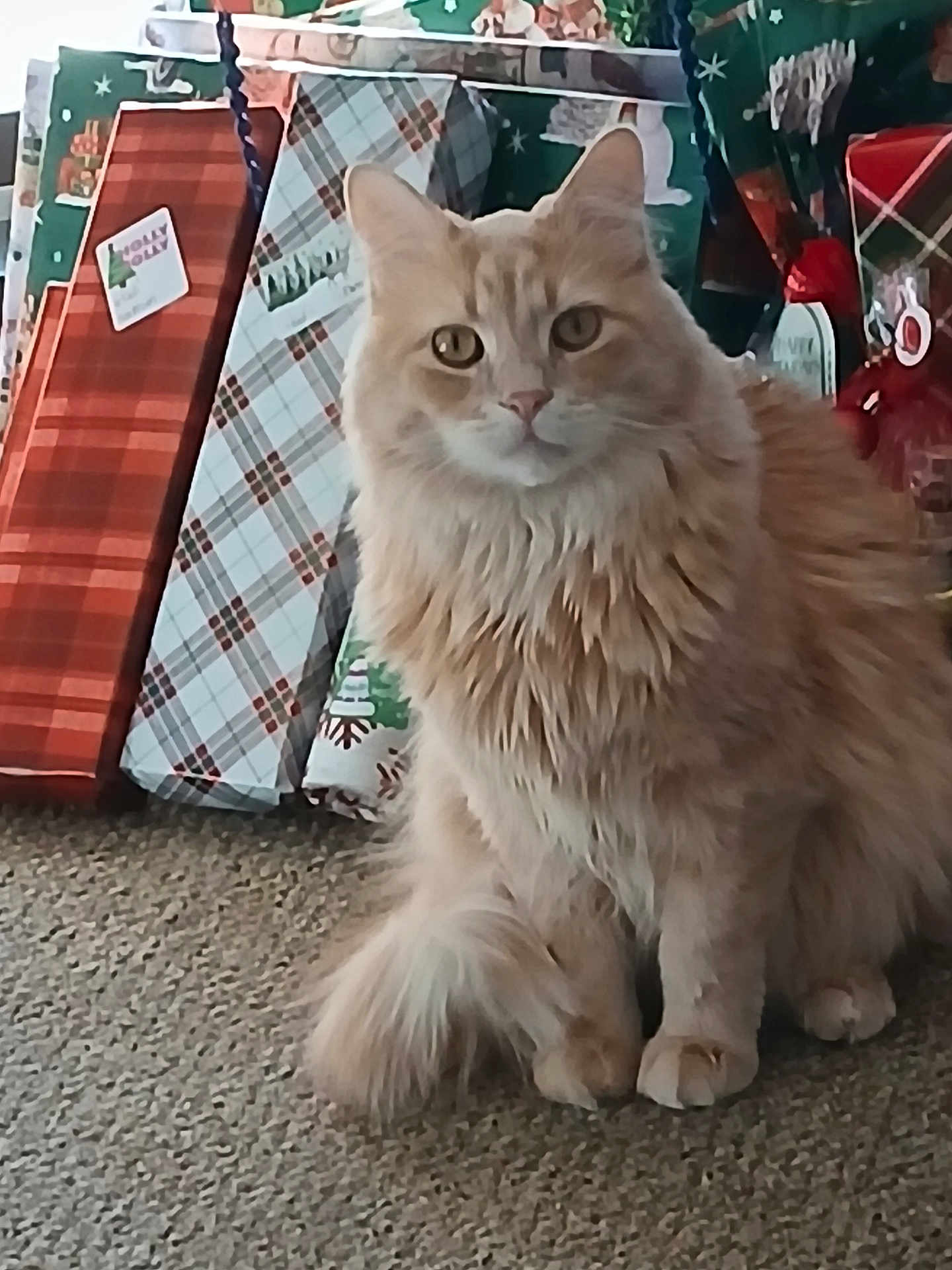 Maria Alvarado joined the competition — help win amazing prizes! carpet, cat, curious, cute, domestic_animal, ears, eyes, feline, fluffy, fur, gift_wrap, holiday, holiday_decor, indoor, orange_cat, pet, presents, sitting, tail, whiskers